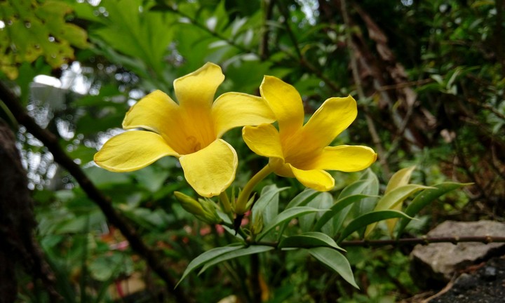 yellow wellow...