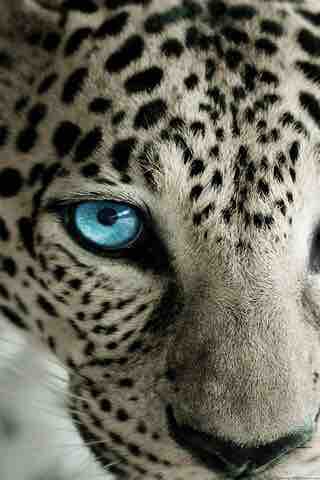 Animal / tiger / predator