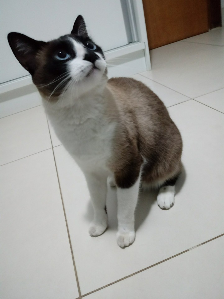 Gatinha olhando uma mosca