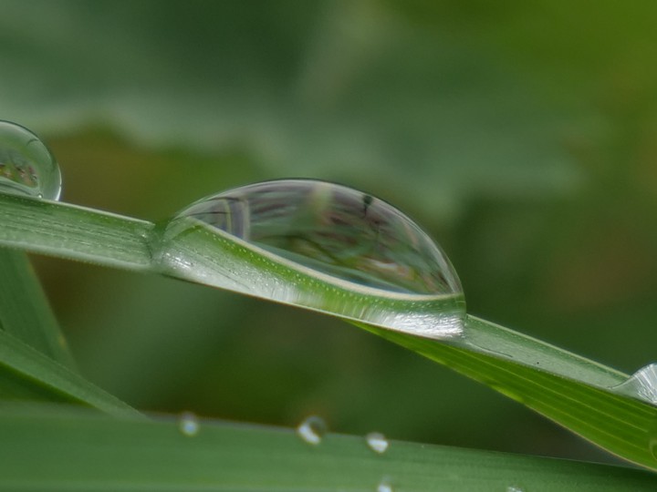 Regentropfen, Wassertropfen, Gradhalm, Wiese, Pflanzen