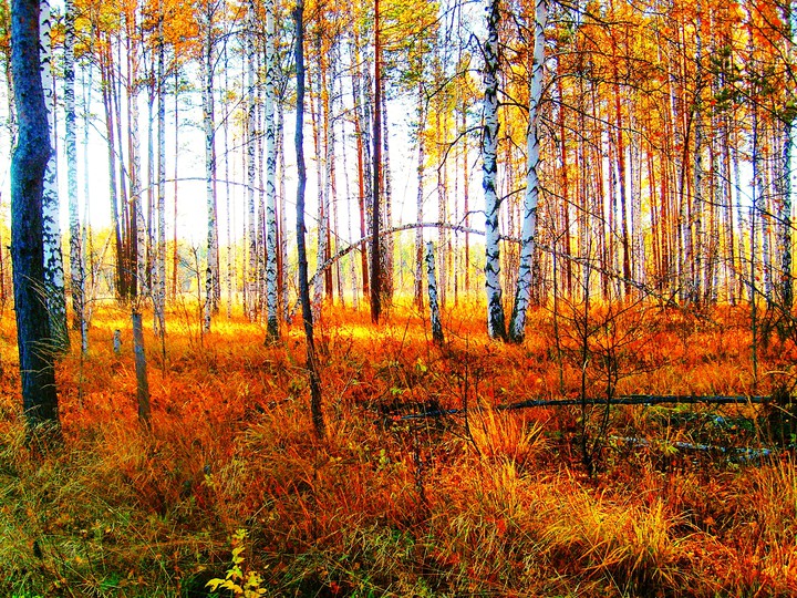 Березы
