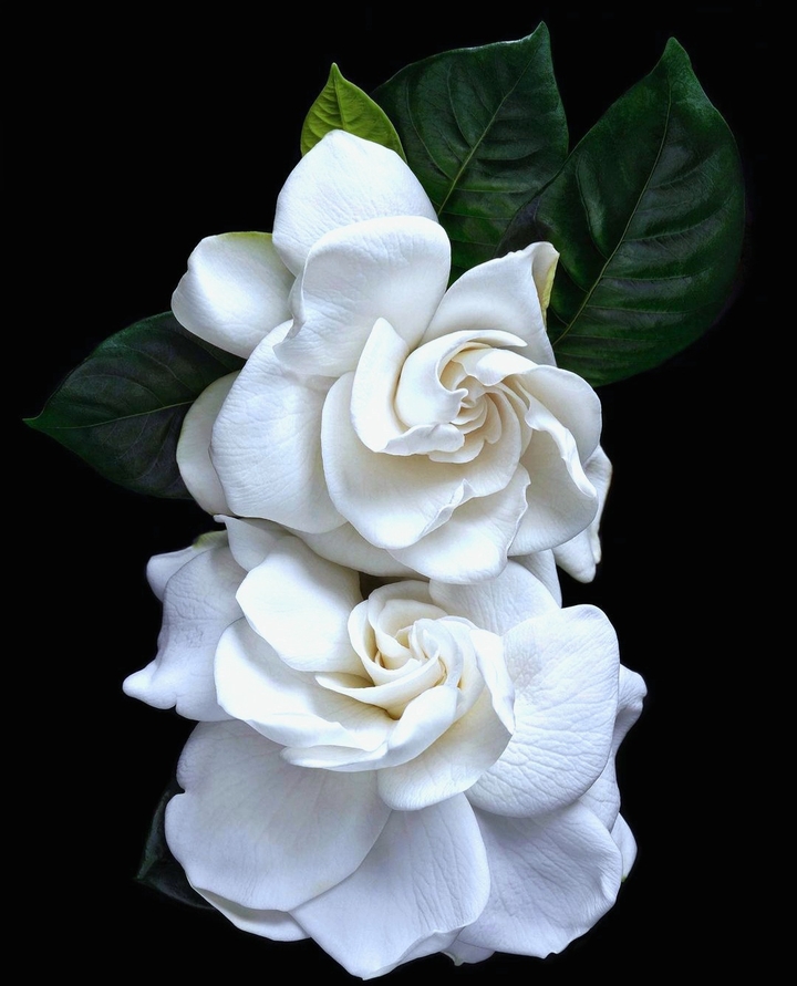 white  rouse