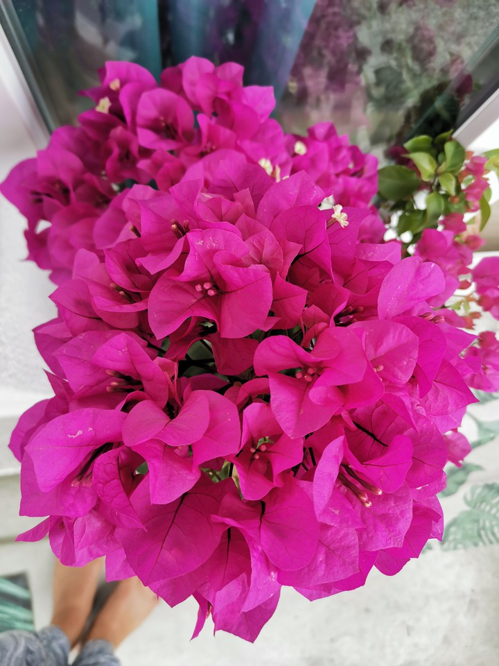 ××× Flower Power ×××