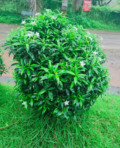 Tabernaemontana divaricata