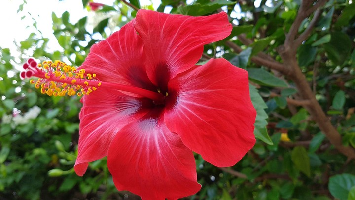 my garden