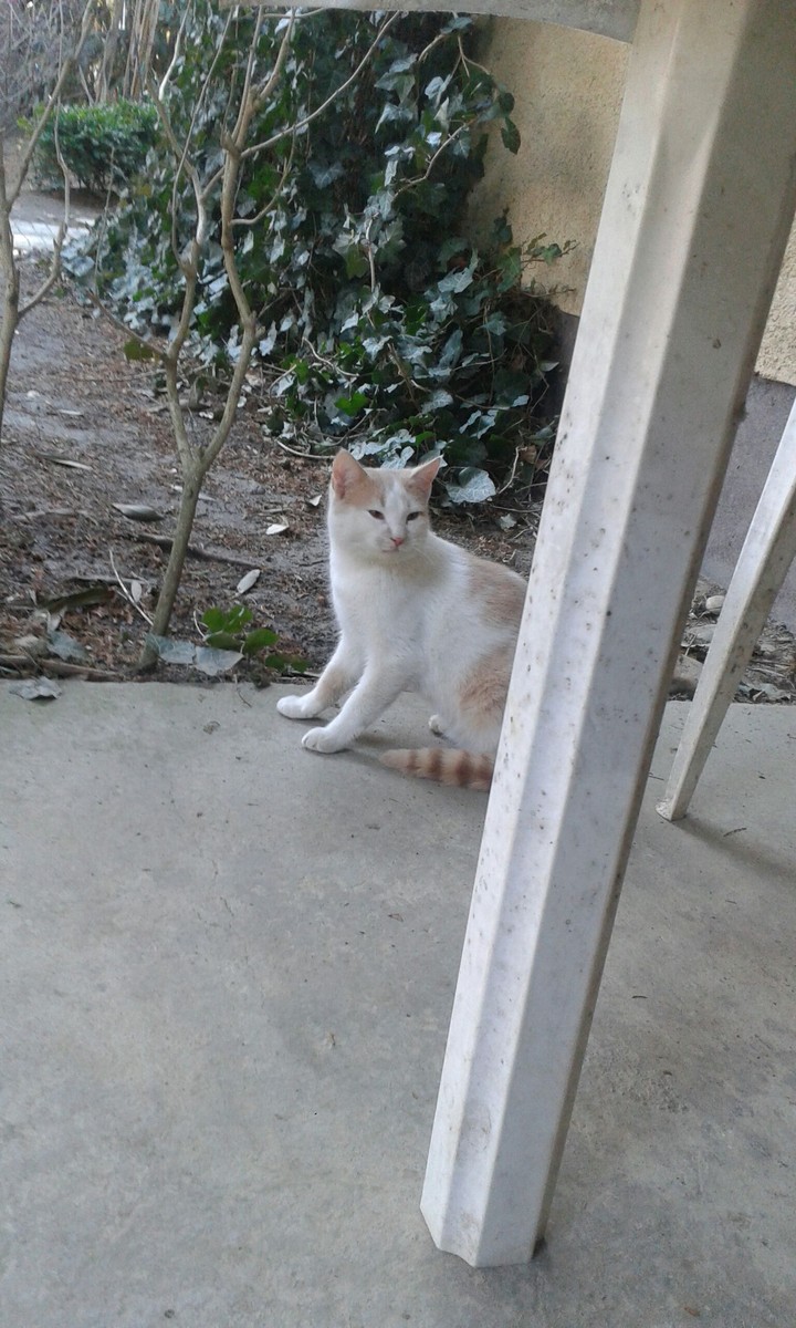The cat