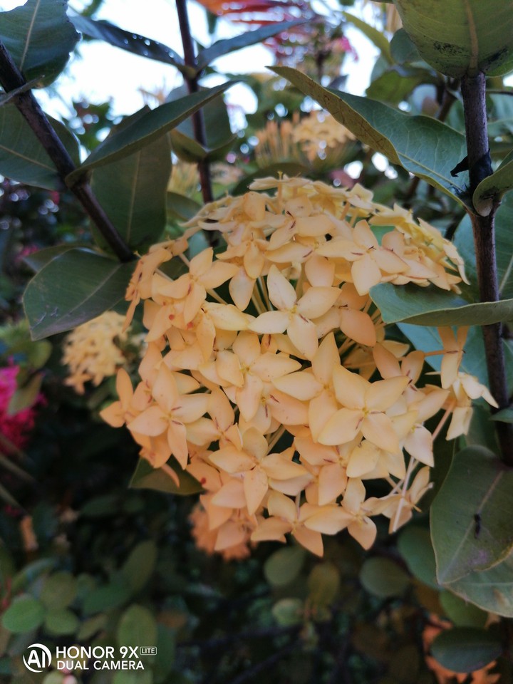 flowers...