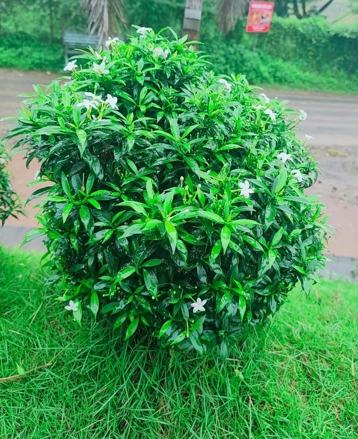 Tabernaemontana divaricata