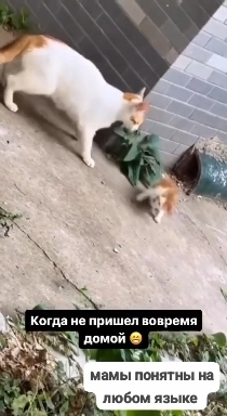 Провинившийся котёнок.