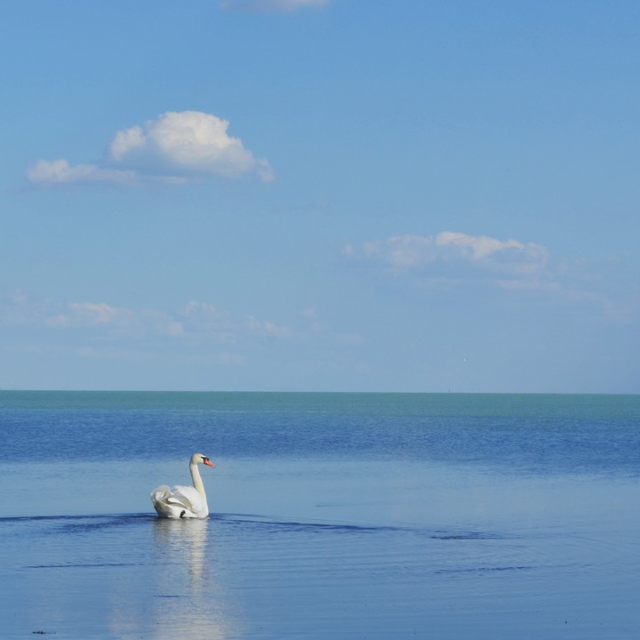 лебедь