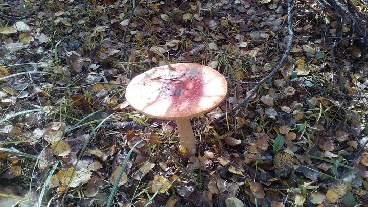 Mushroom