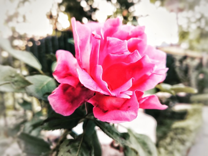 Pink Rose