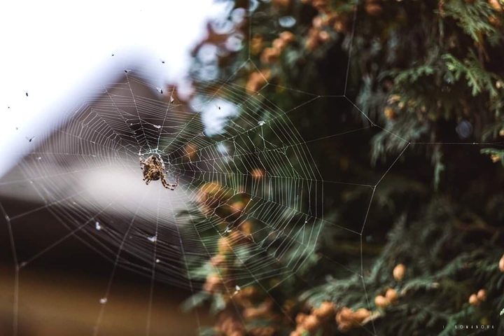 Autumn spider