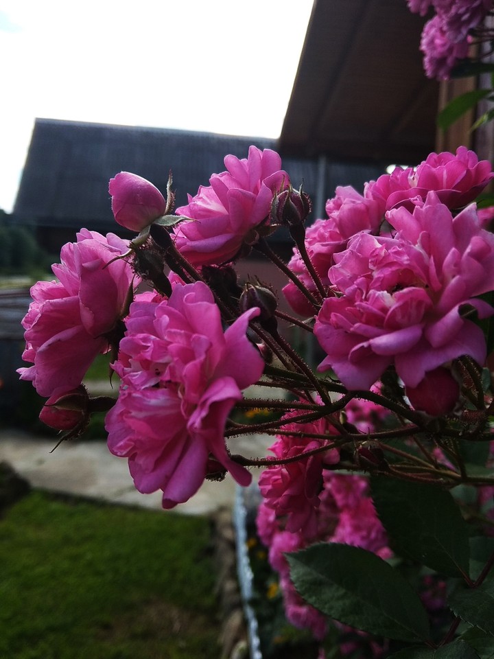 rose