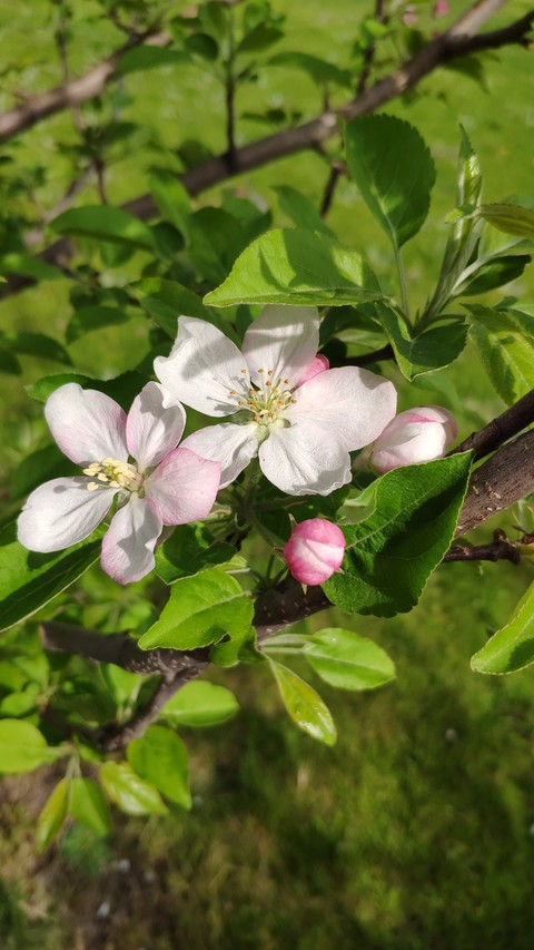 spring is here!