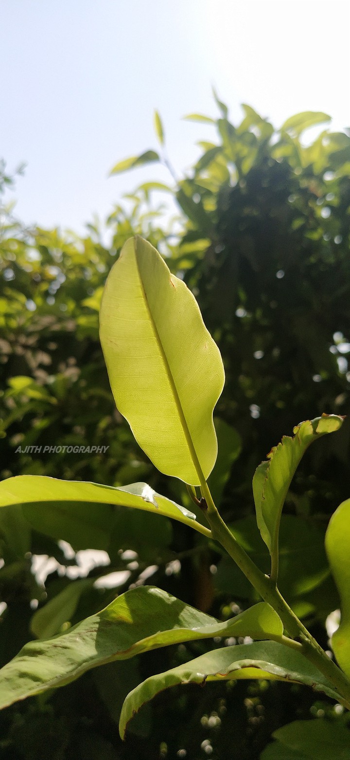 leaf