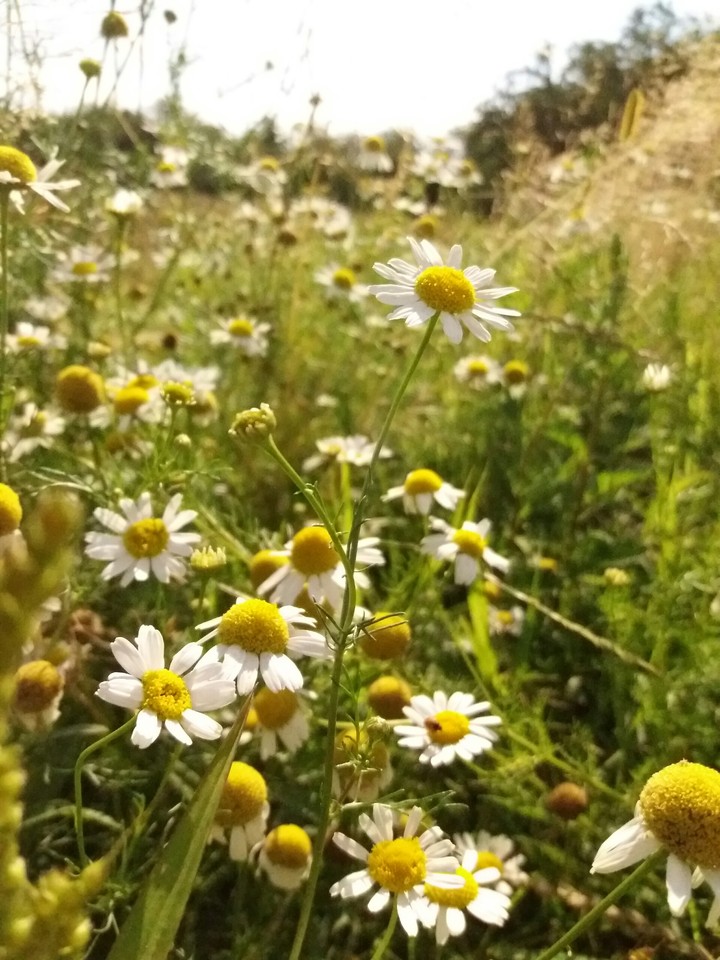 Wild flowers