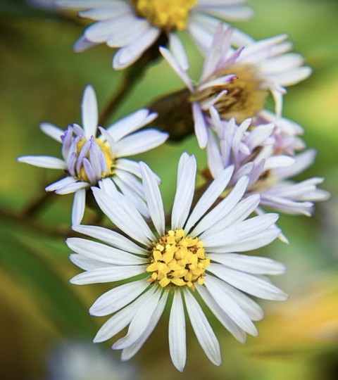 тапети wildflower, plants