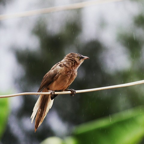 bird