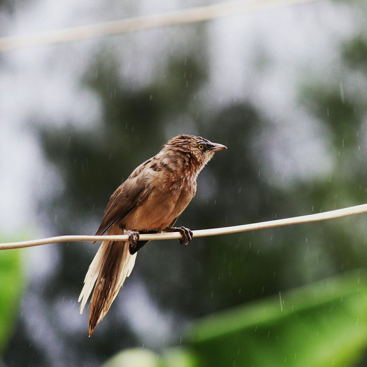bird