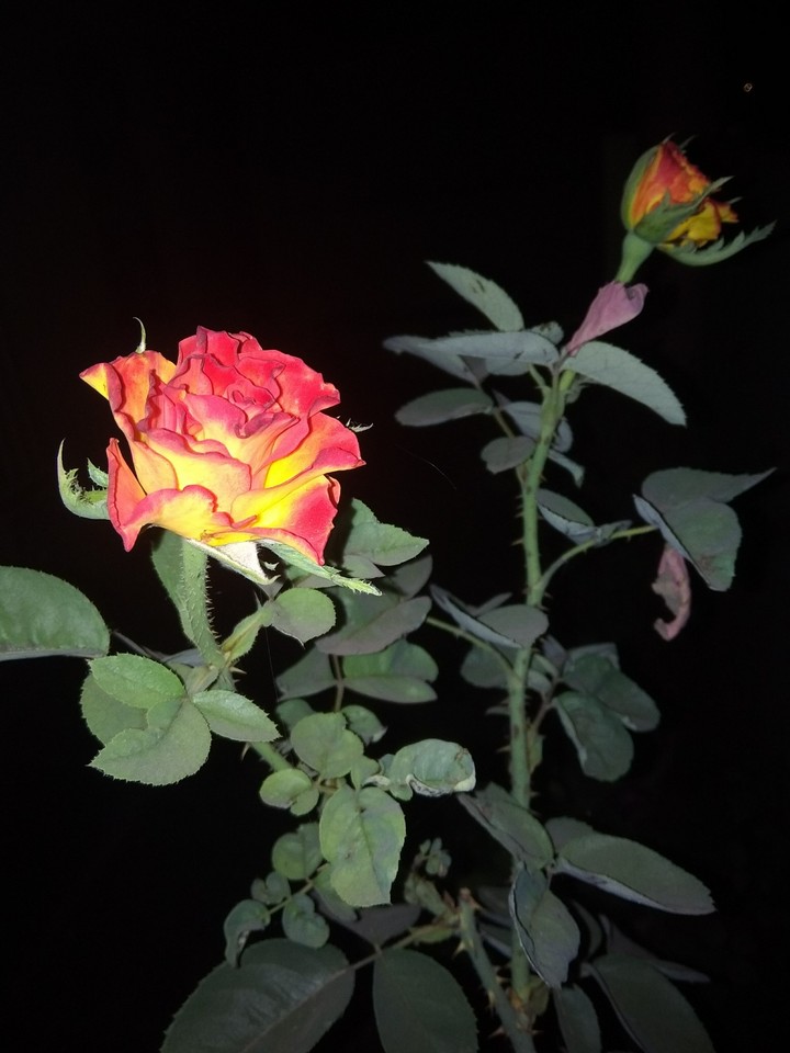 rose