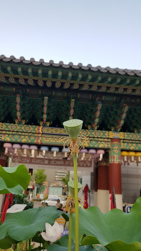 도심속 연꽃