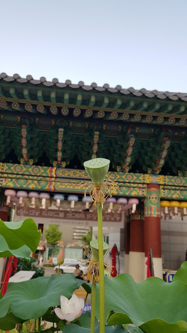 도심속 연꽃