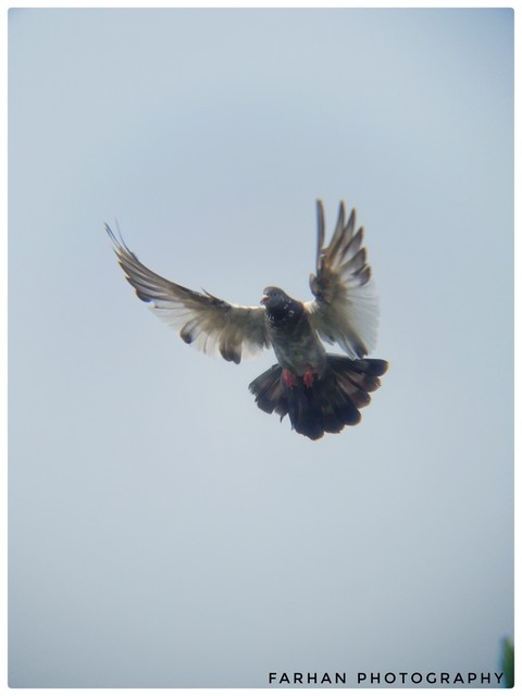 Pigeon