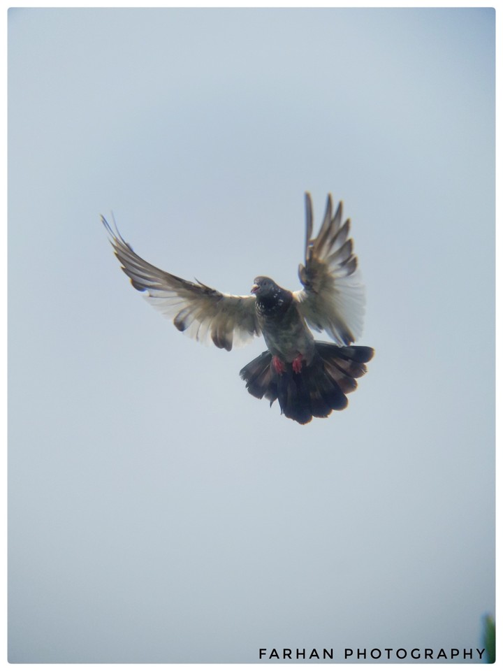 Pigeon