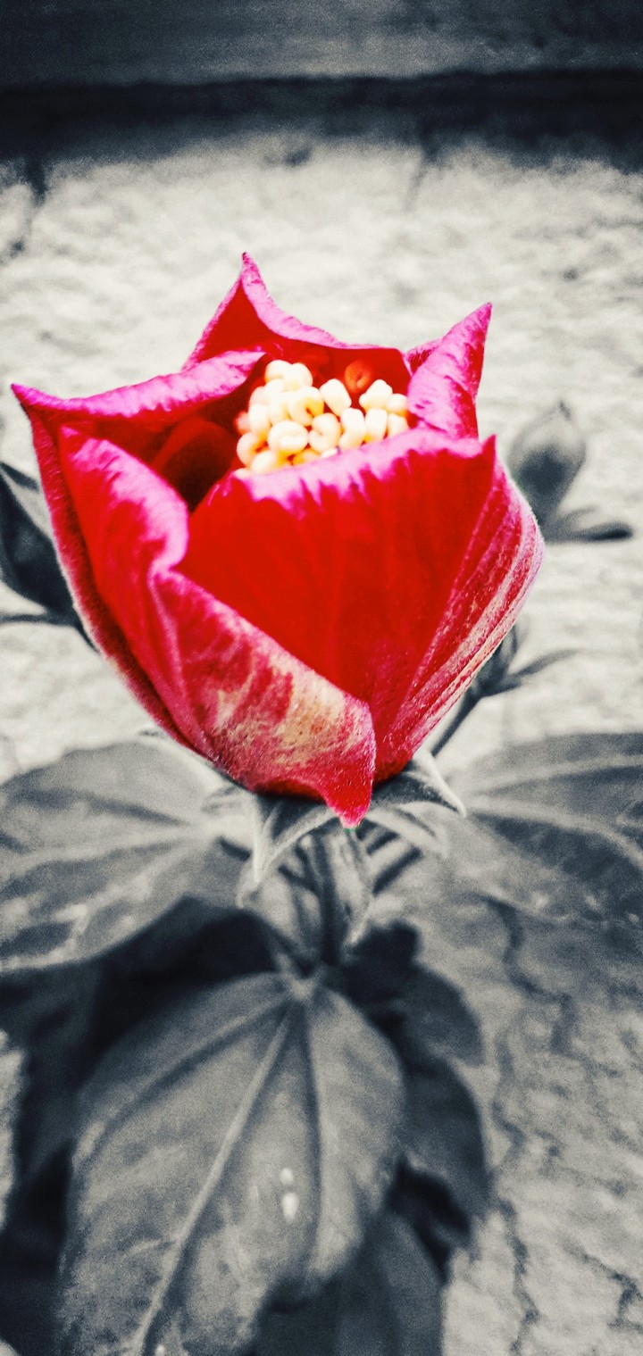 The Earth Laughs in Flowers!