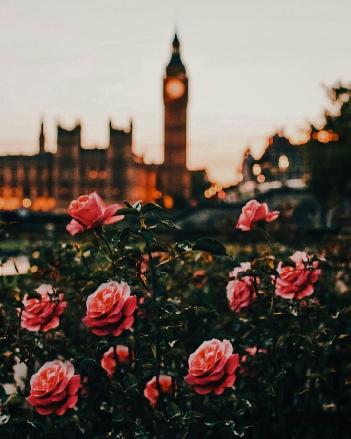 Roses