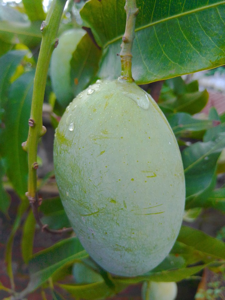 Mango