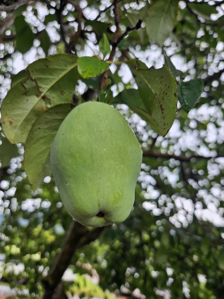 тапети food, fruit