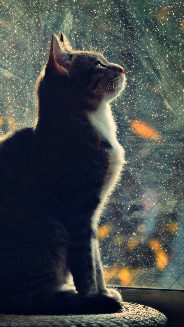 Кошка