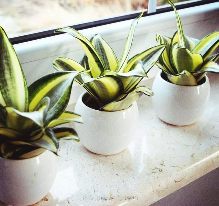 Table pot