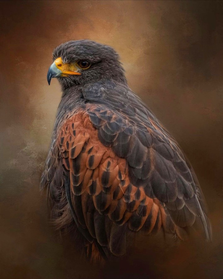 Hawk