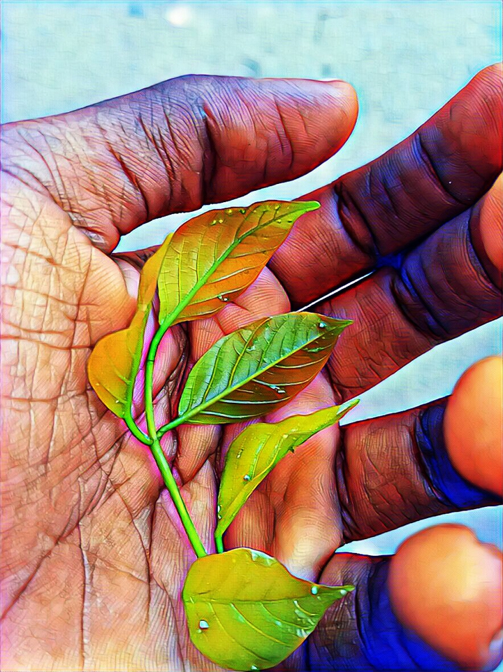 Leaf