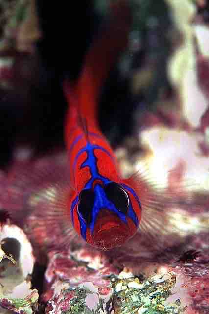 poisson