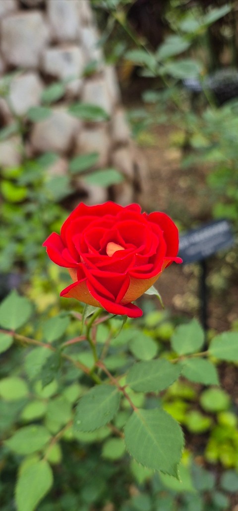 шпалери pink, red