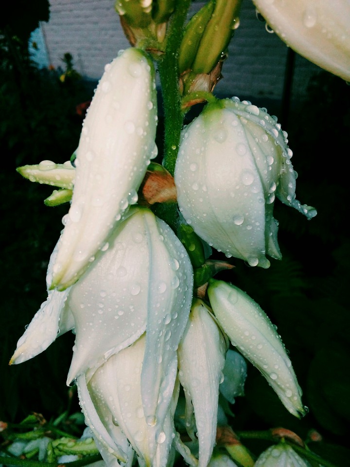 rain