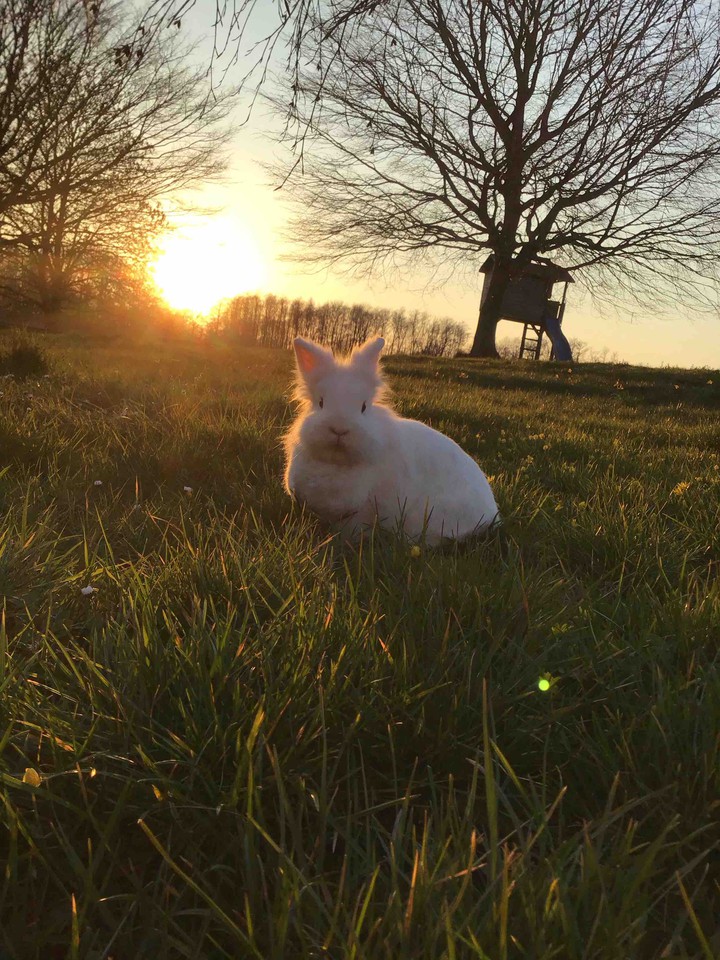rabbit