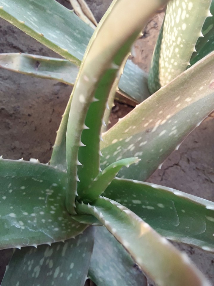 beautiful plant