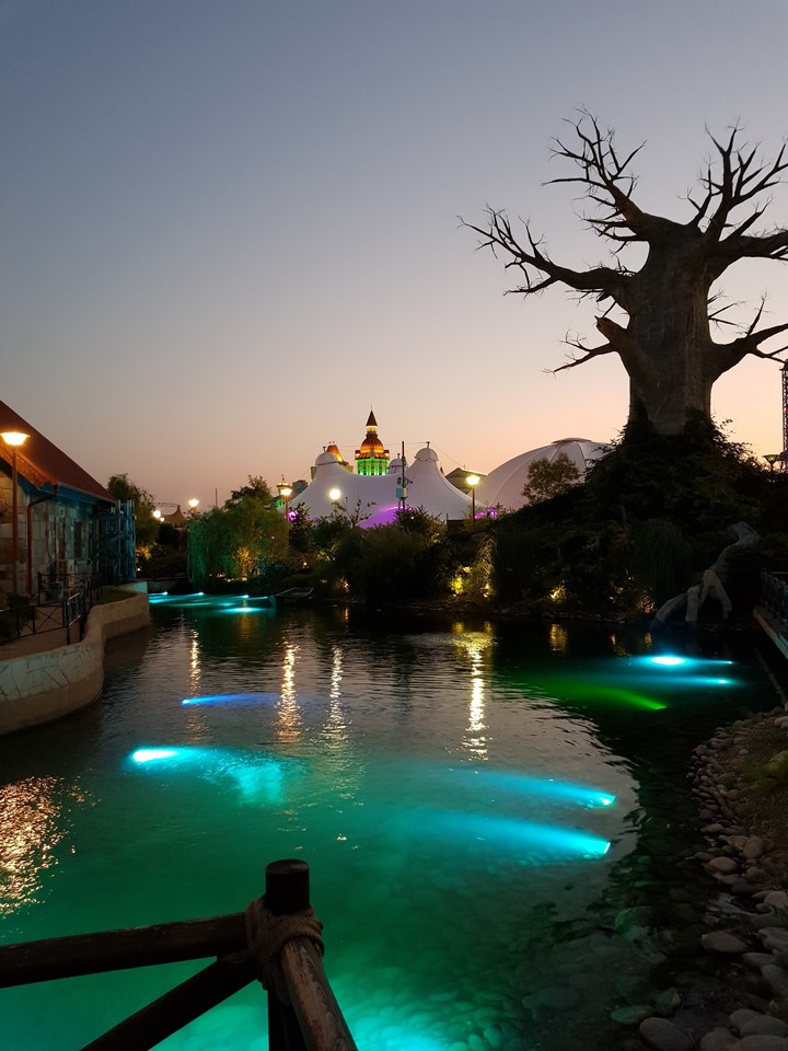 magic tree