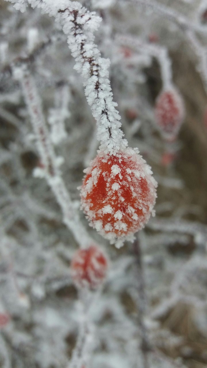 frozen and red 2