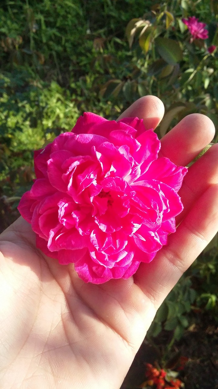 Rose