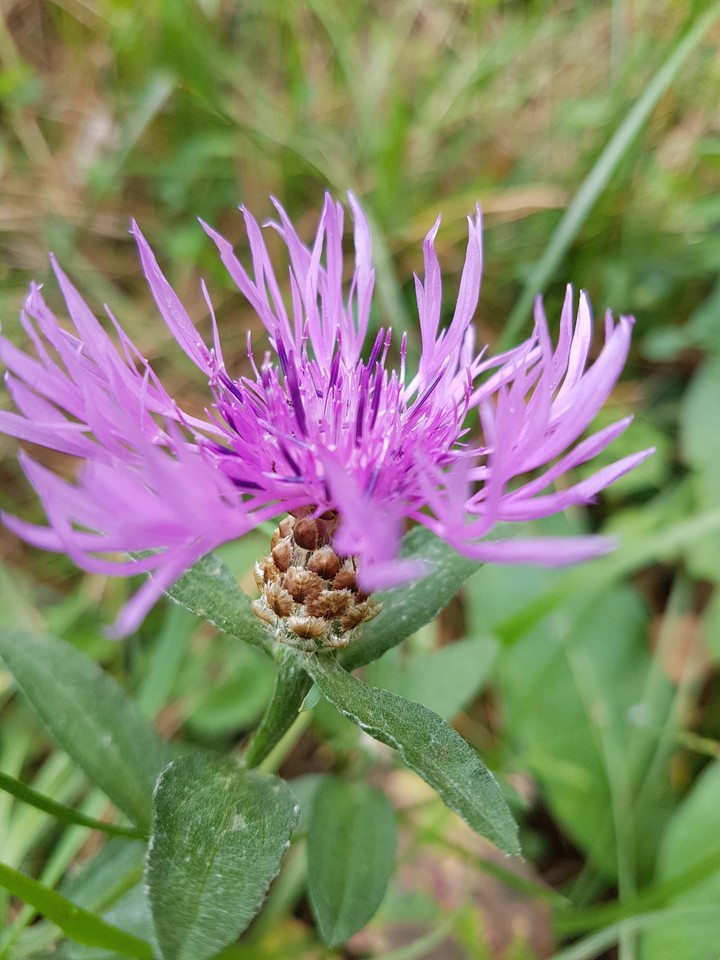 purple flower