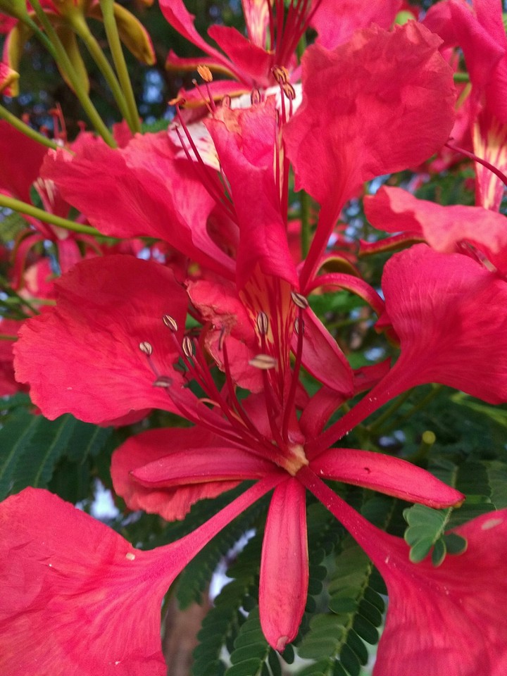 Flores