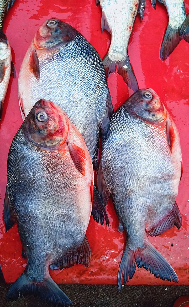 fish's
