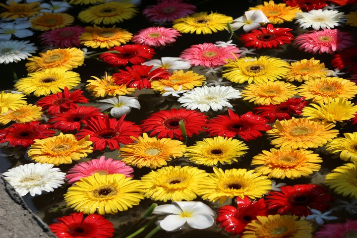 floating flower bed