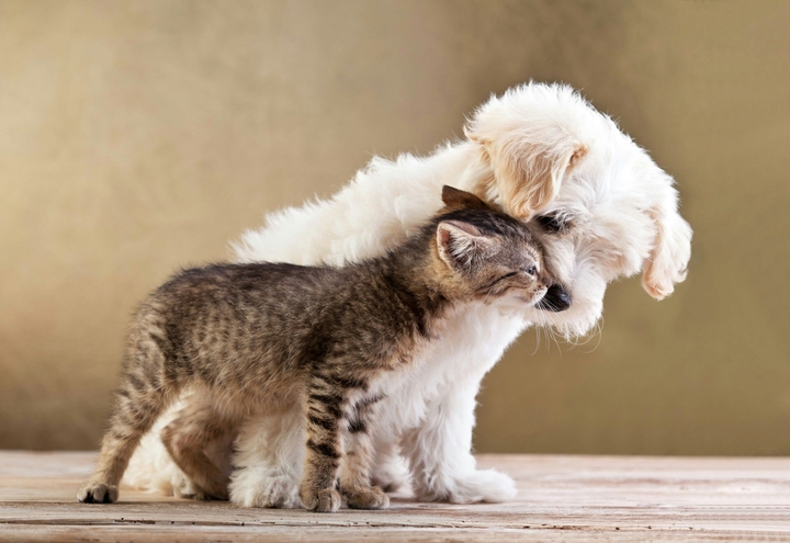 Animals